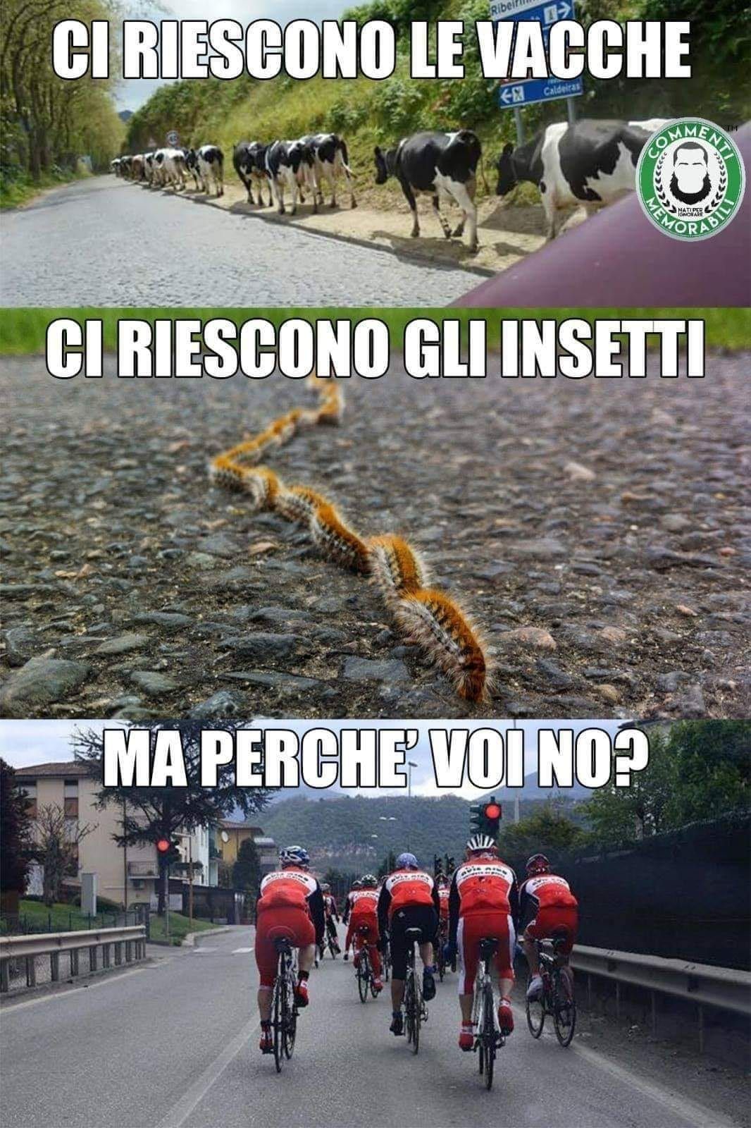 Vignetta